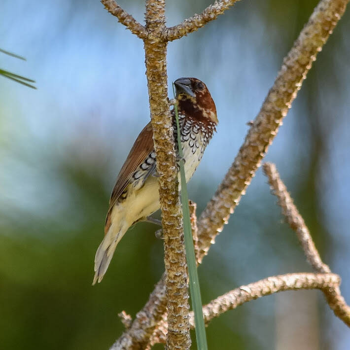 Scaly-Breasted Munia (1)