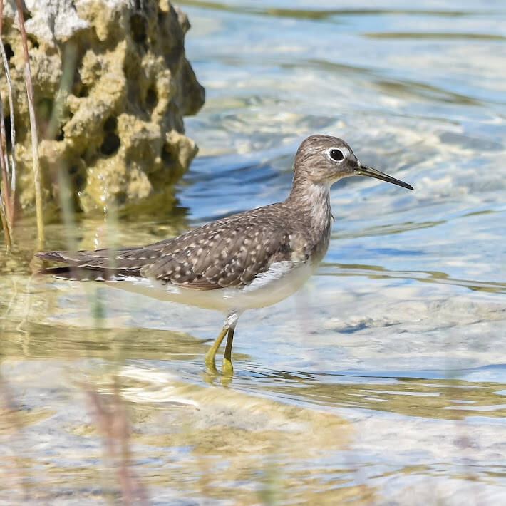 Solitary Sandpiper (2)