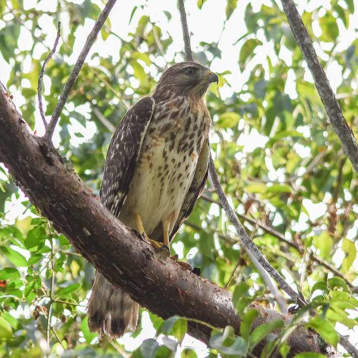 Red-Shouldered Hawk (8)