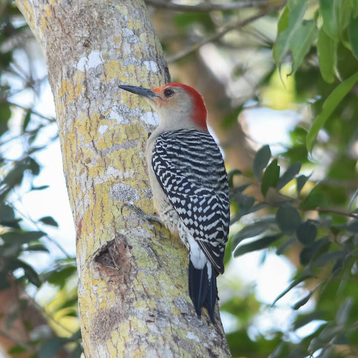 Red-Bellied Woodpecker (3)