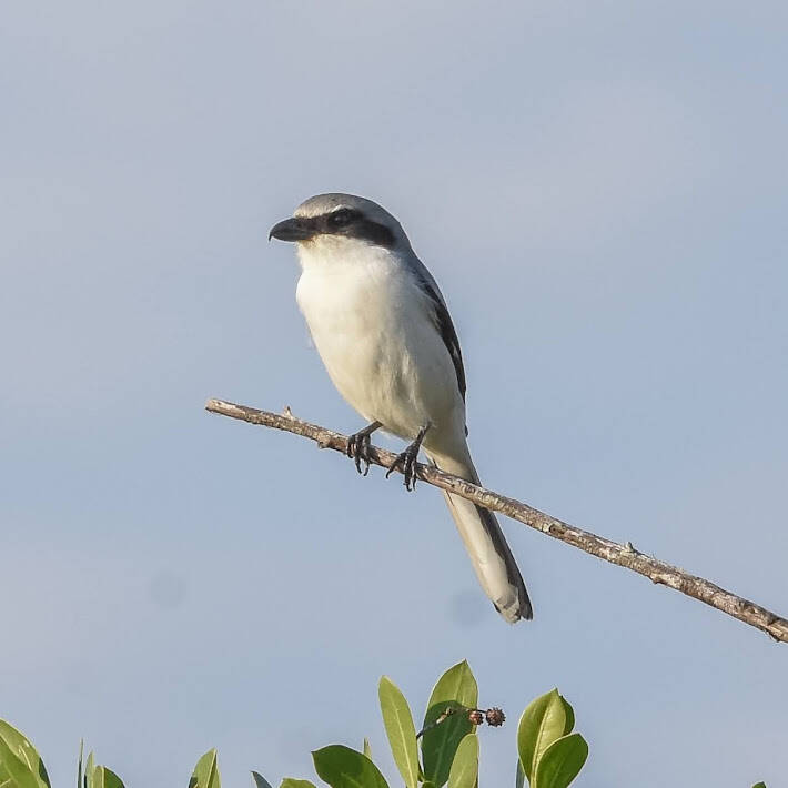 Loggerhead Shrike (1)