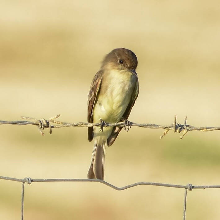 Eastern Phoebe (6)