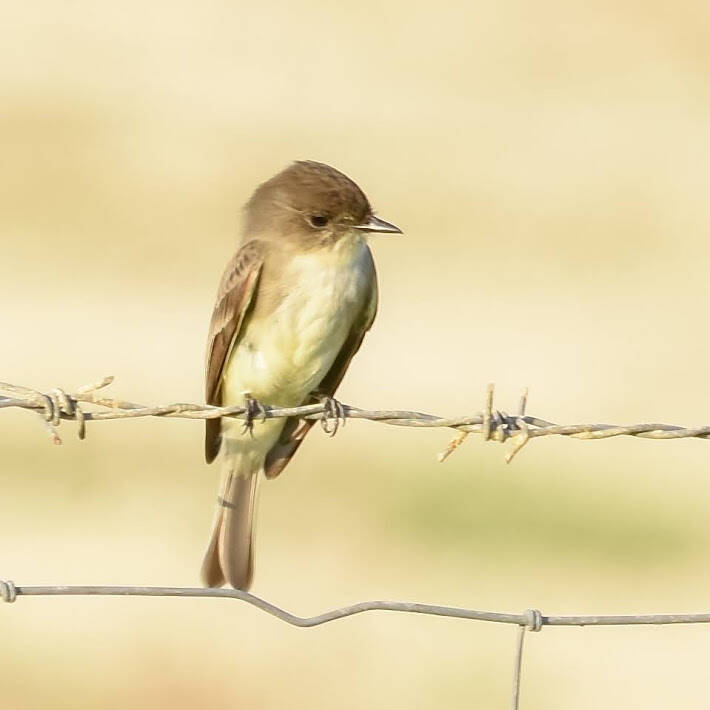 Eastern Phoebe (5)