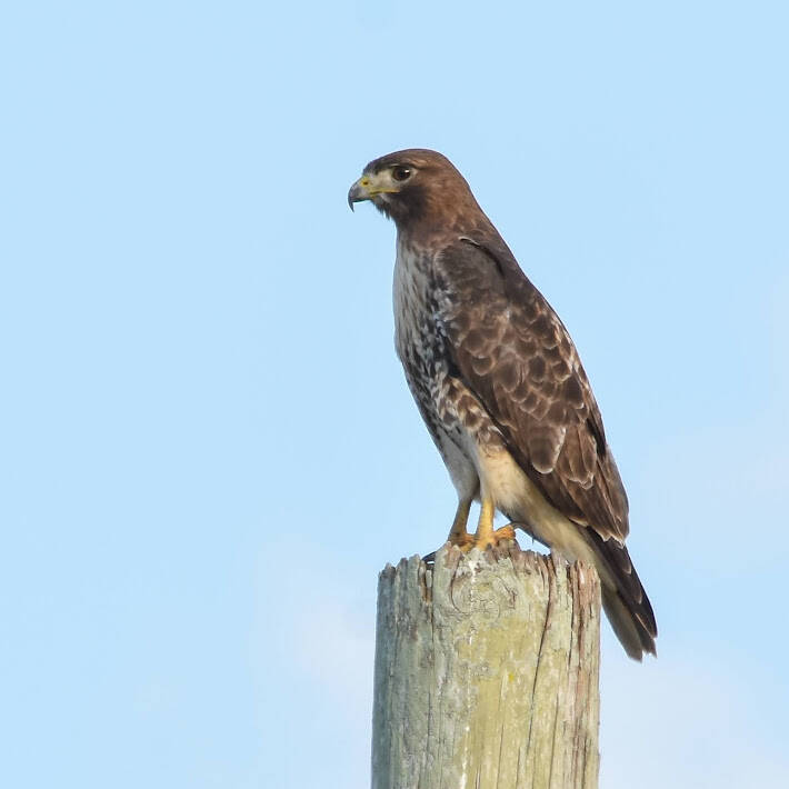 Red-Tailed Hawk (3)