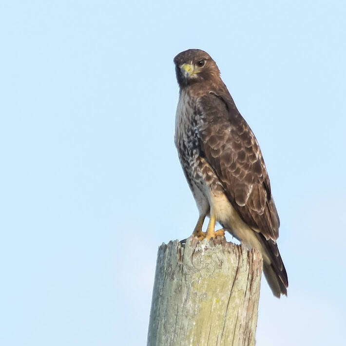 Red-Tailed Hawk (2)