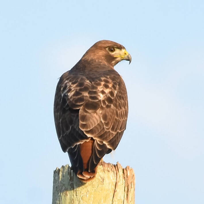 Red-Tailed Hawk (1)