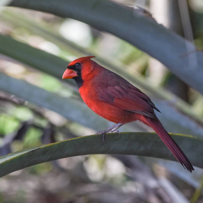 Northern Cardinal (6)