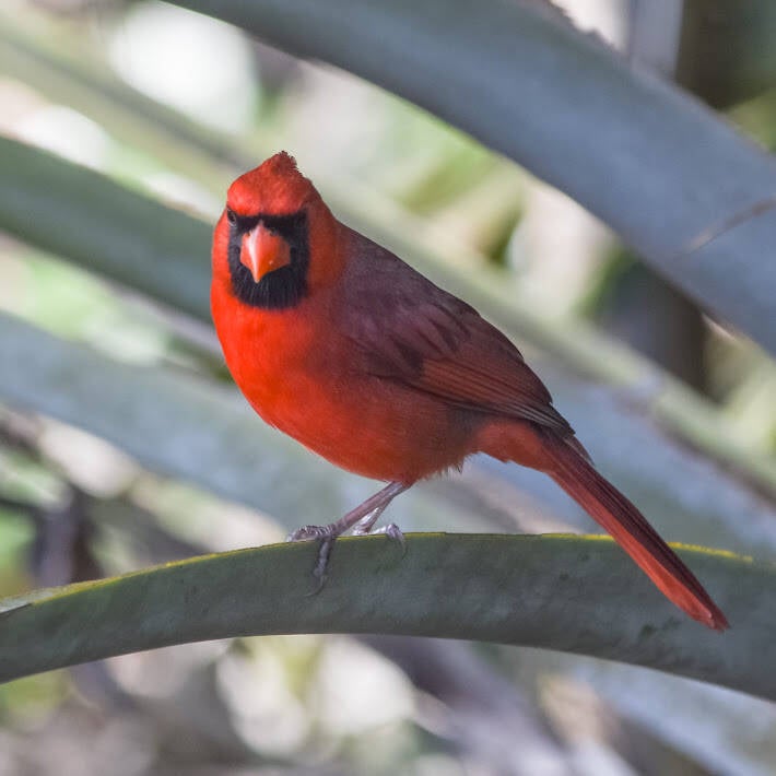 Northern Cardinal (5)