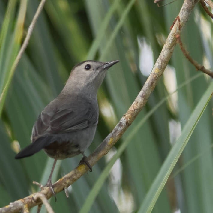 Gray Catbird (4)