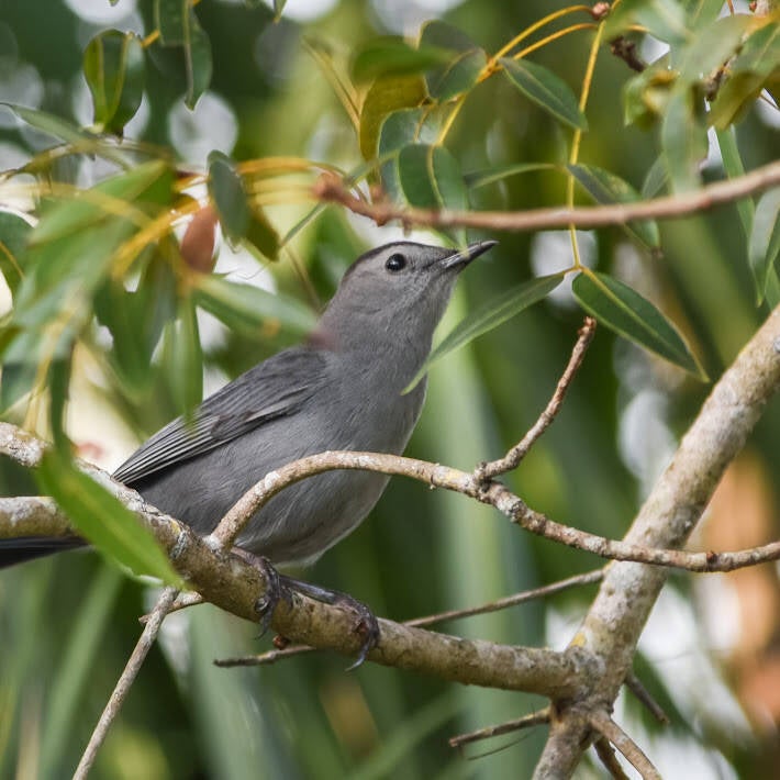 Gray Catbird (3)