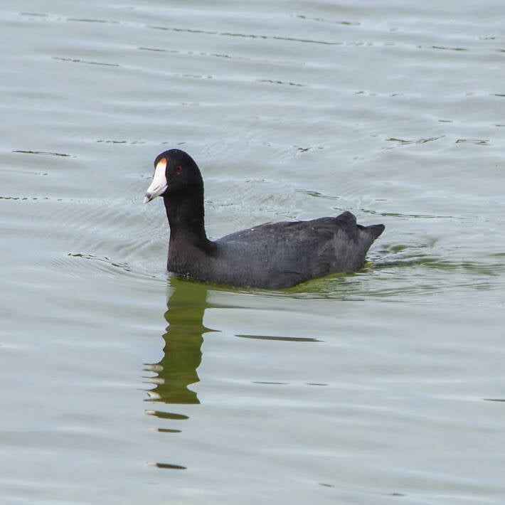 American Coot (2)