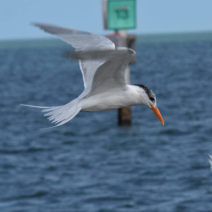 Royal Tern (3)