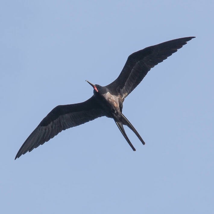Magnificent Frigate Bird (4)