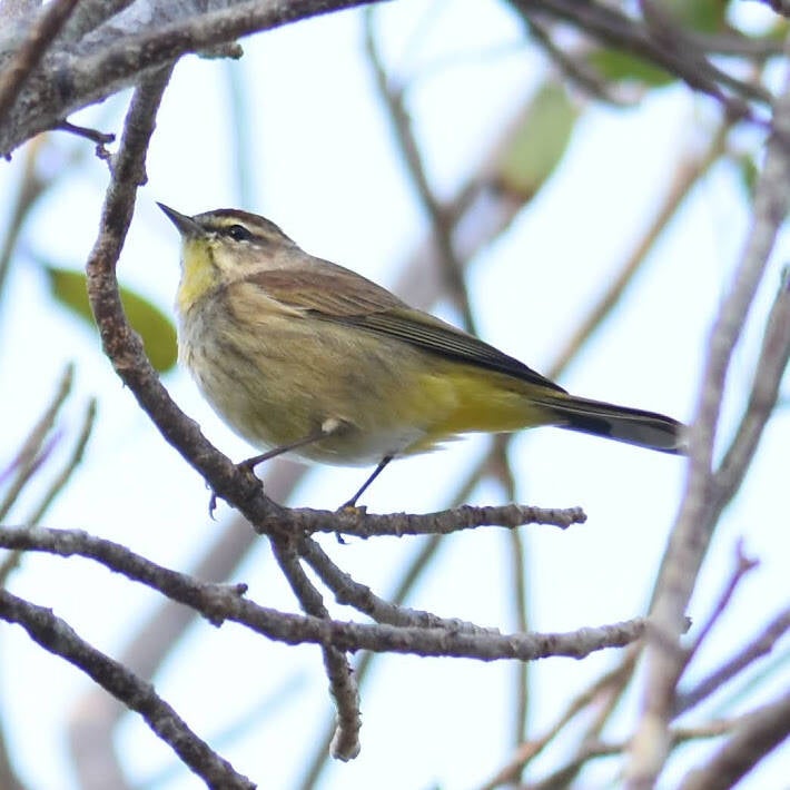 Palm Warbler (5)
