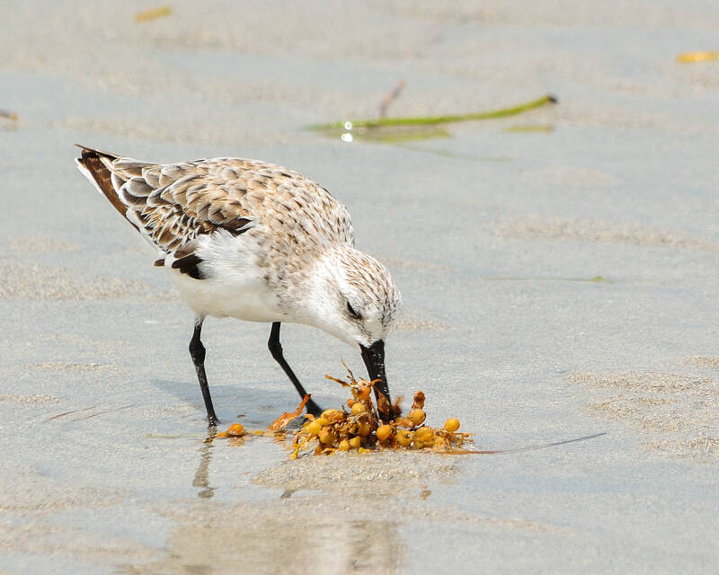 Sanderling (2)