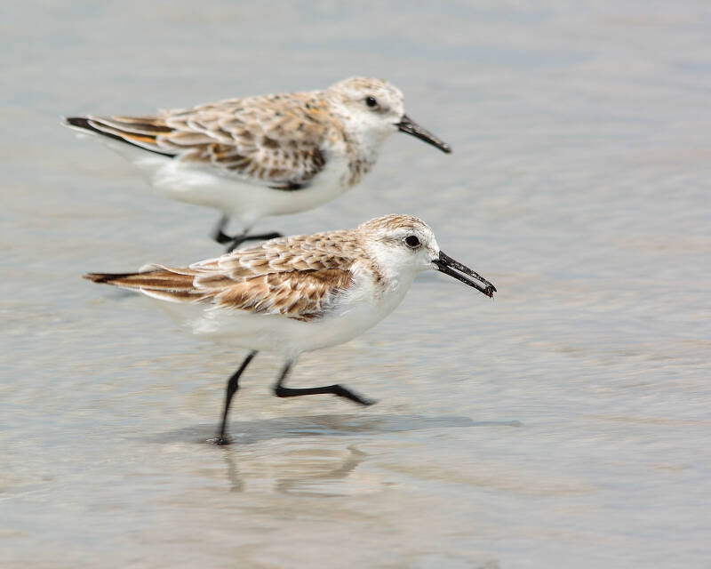 Sanderling (3)
