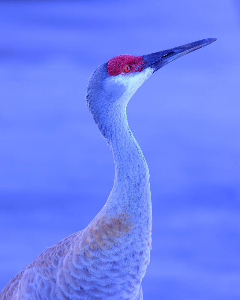 Sandhill Crane (3)
