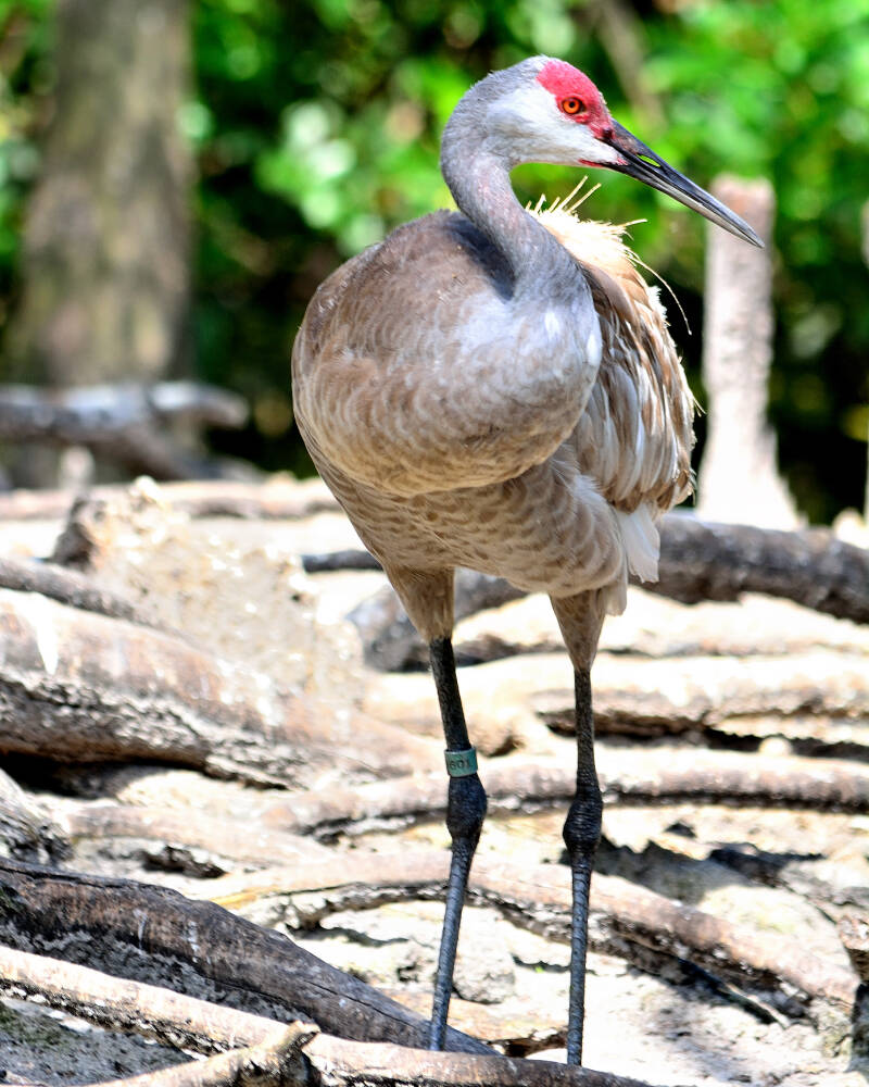 Sandhill Crane (4)