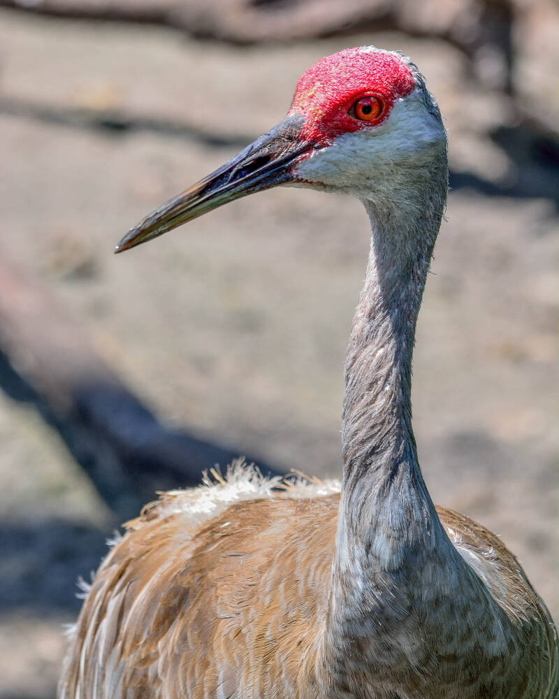 Sandhill Crane (1)