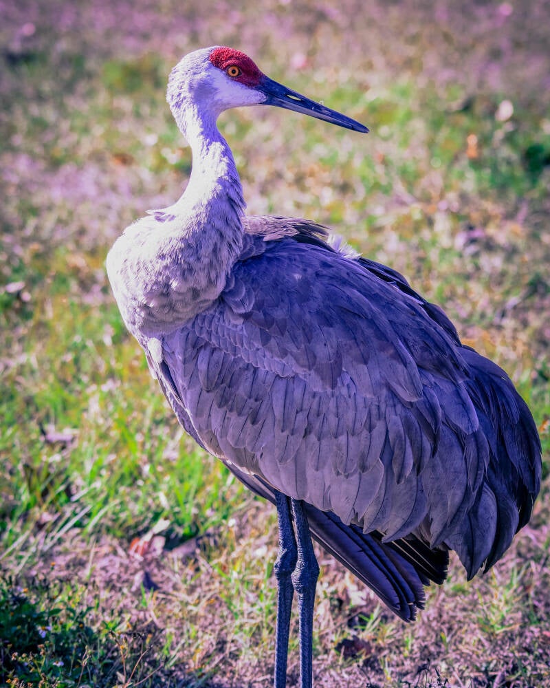 Sandhill Crane (2)