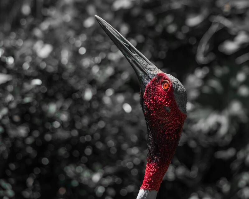 Sarus Crane (2)