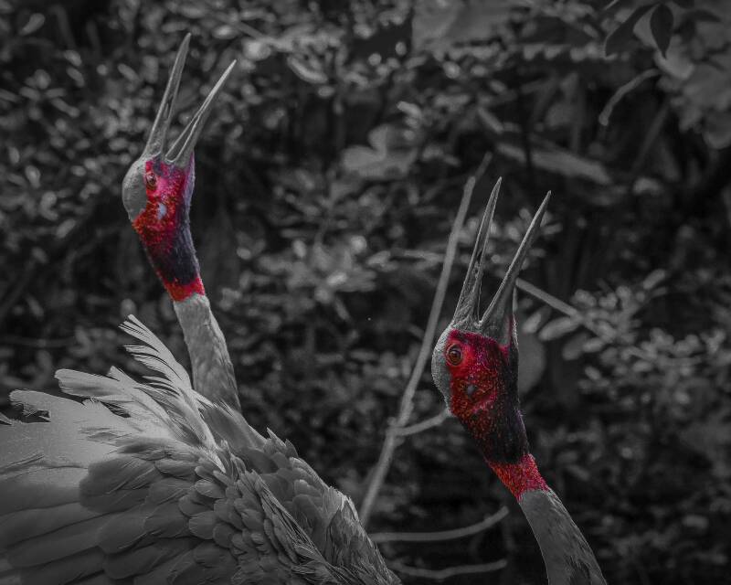 Sarus Crane (1)