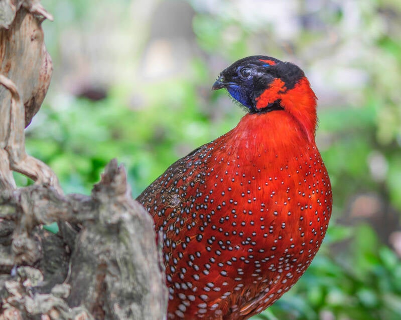 Satyr Tragopan (1)