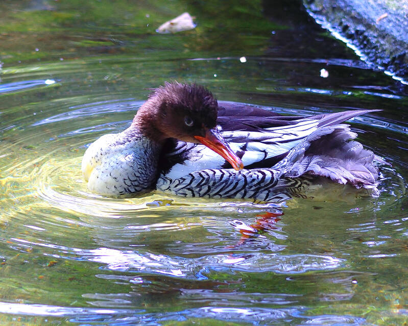 Scaly-Sided Merganser (2)