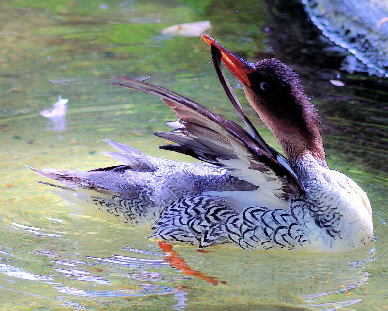 Scaly-Sided Merganser (1)