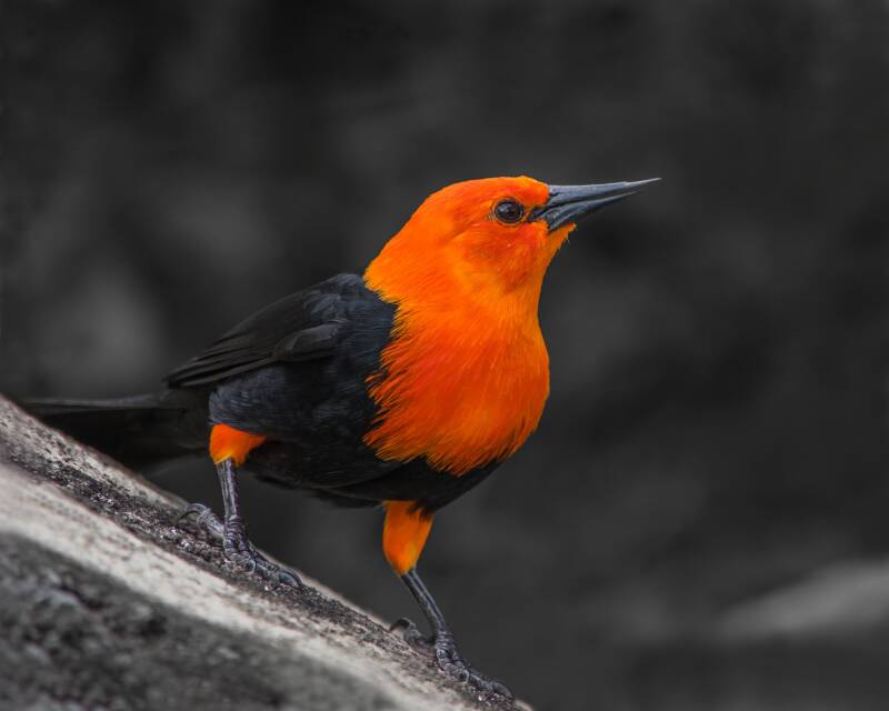 Scarlett-Headed Blackbird (1)