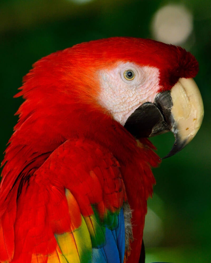 Scarley Macaw (2)