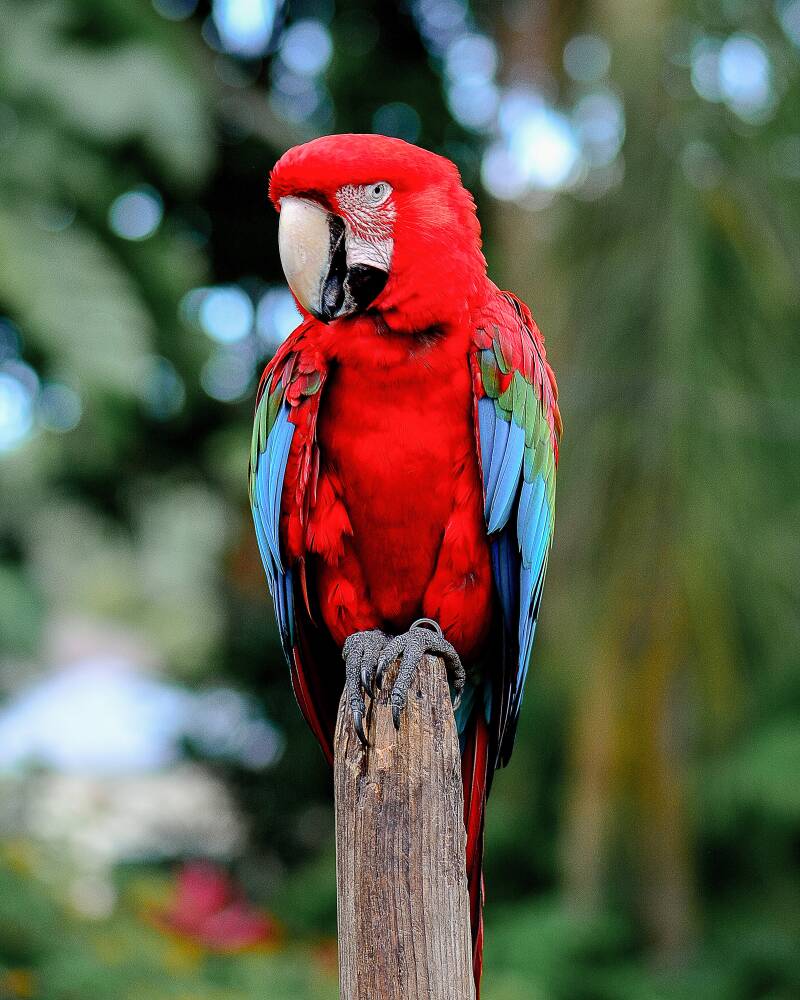 Scarlet Macaw (1)