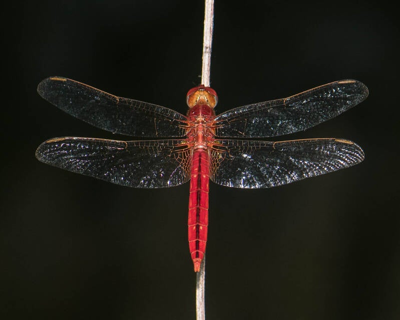 Scarlet Skimmer (9)