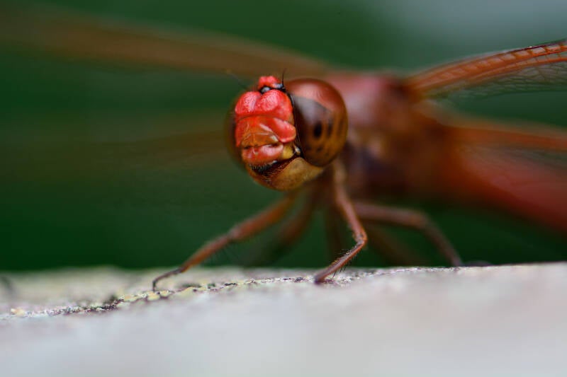 Scarlet Skimmer (8)