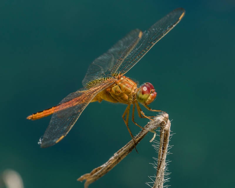 Scarlet Skimmer (7)