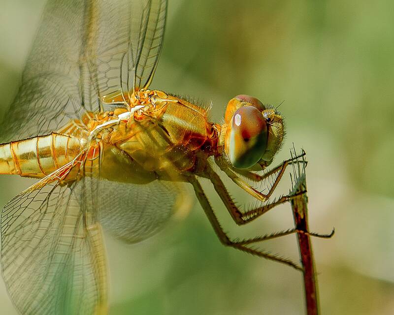 Scarlet Skimmer (1)