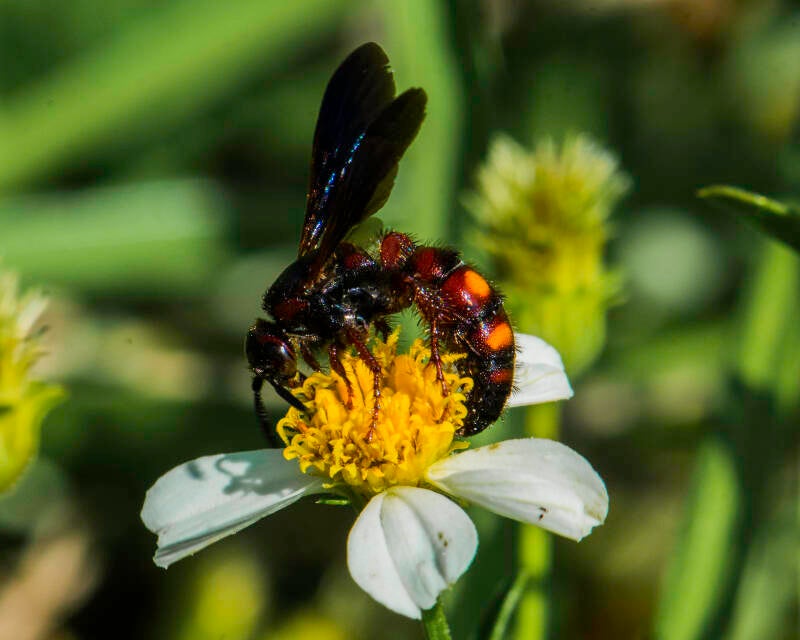 Noble Scoliid Wasp (4)