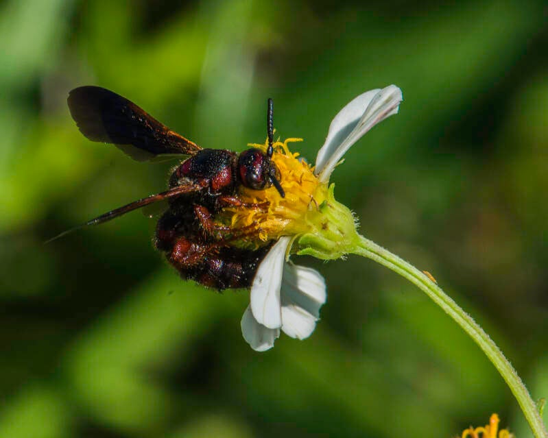 Noble Scoliid Wasp (3)