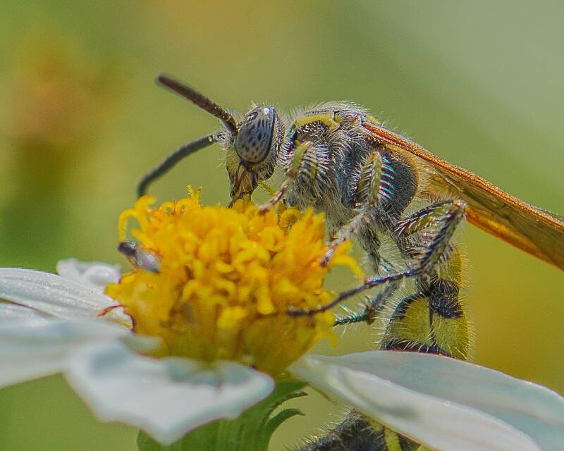 Three-Banded Scoliid Wasp (1)