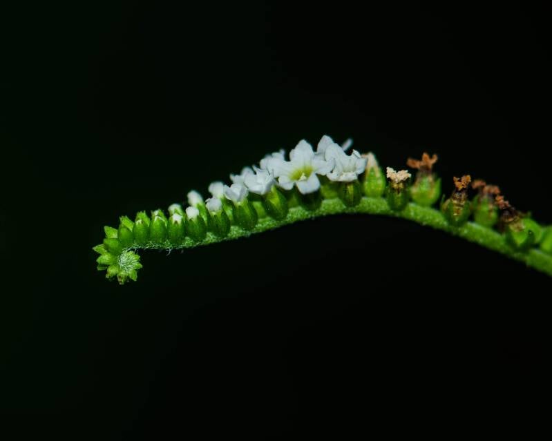 Scorpion's Tail (1)