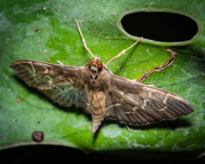 Scraped Policrosis Moth (1)