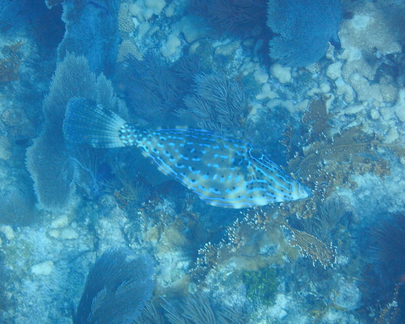 Scrawled Filefish (1)