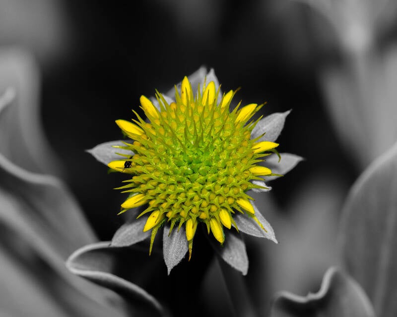 Sea-Oxeye Daisy (1)