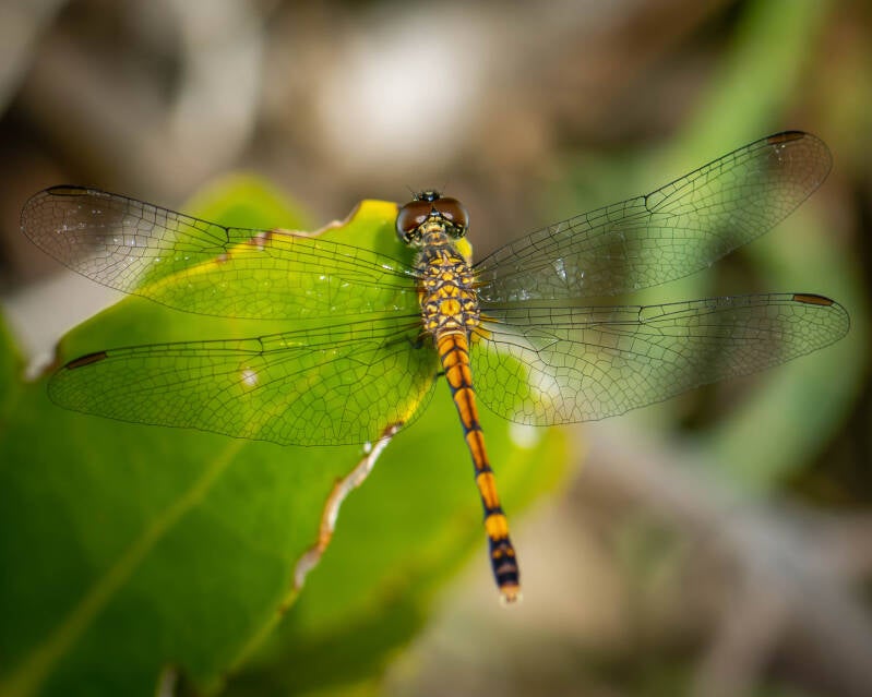 Seaside Dragonlet (1)