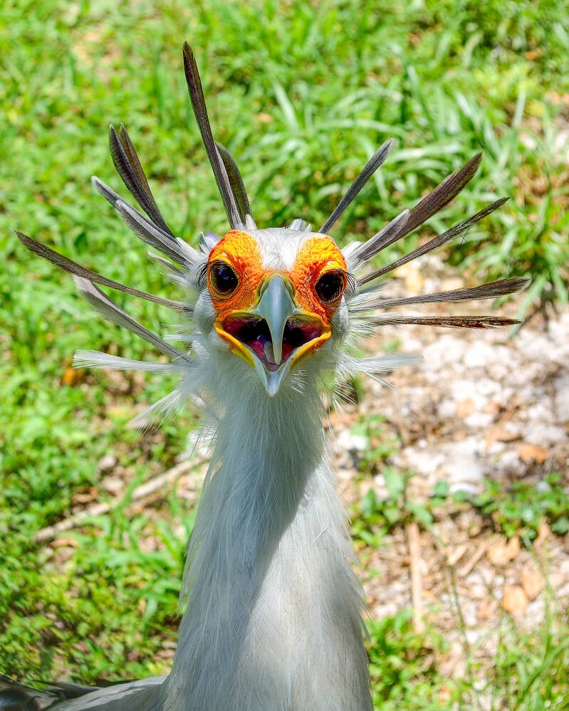 Secretary Bird (1)