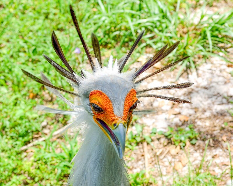 Secretary Bird (2)