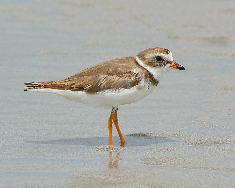 Semipalmated Plover (3)