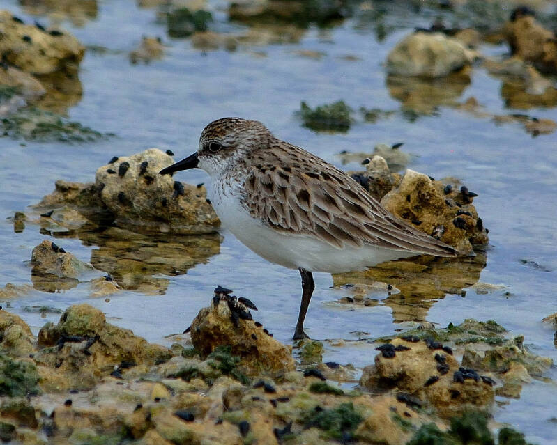 Semipalmated Sandpiper (1)