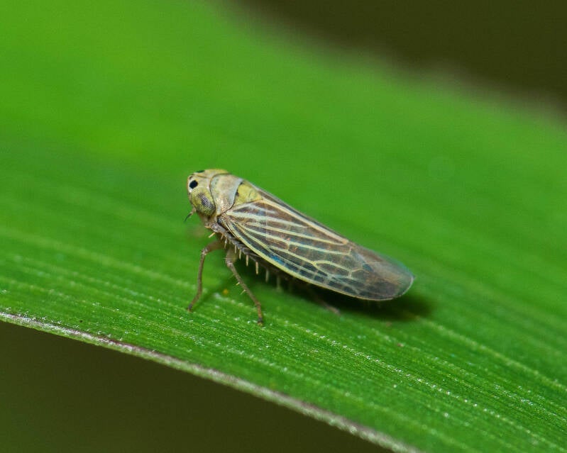 Delticephalinae Leafhopper (1)