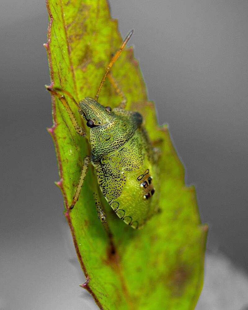 Brown Stink Bug (2)